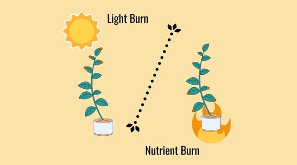 What Can Be Done to Reduce the Risk of Led Light Burn