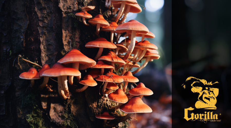 Mushrooms that grow on trees