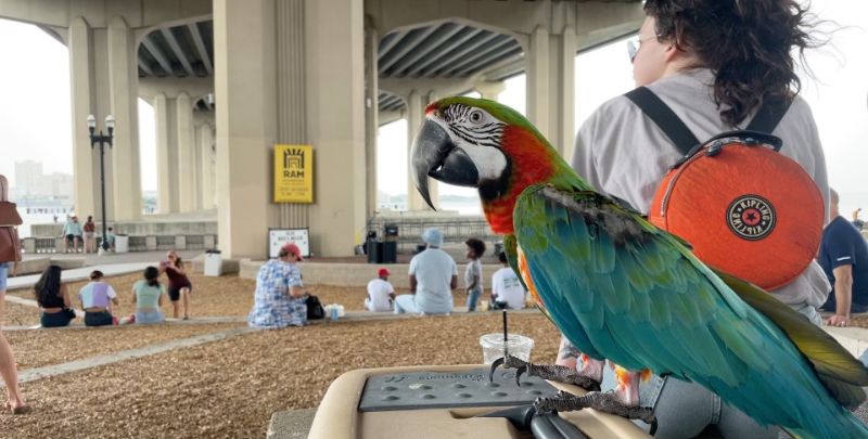 Riverside Arts Market open area with colorful large bird in photo