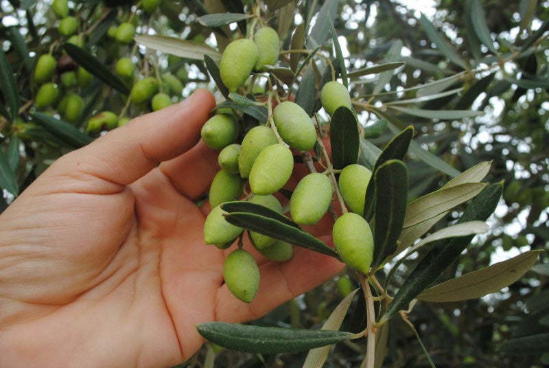 9 Amazing Facts About Olive Trees that Will Inspire You