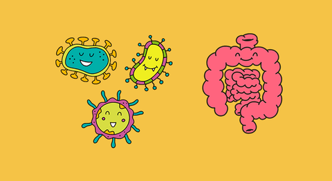 Illustration of happy beneficial bacteria next to a digestive system