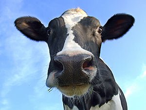 EfferCept Cow looking at camera