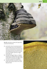 Atlante illustrato malattie piante legnose Franco Muzzio Editore Nienhaus Betulla immagine