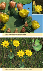 Flora del Mediterraneo schonfelder ricca editore fico d'india centauro giallo