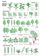 Guida Alberi Europa Spohn Franco Muzzio Editore come riconoscere alberi foglie