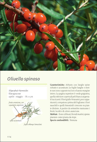 Piante selvatiche commestibili Ricca Editore Beiser olivello spinoso
