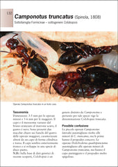 Guida formiche europa ricca editore camponotus truncatus immagine