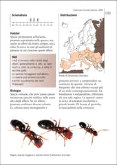 Guida formiche europa ricca editore camponotus truncatus distribuzione immagine