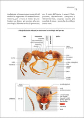 Guida formiche europa ricca editore morfologia immagine