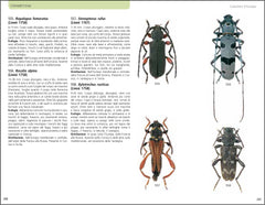 Guida coleotteri Europa Ricca Editore Albouy Richard Ropalopus femoratus Rosalia alpina Stenopterus rufus Xylotrechus rusticus