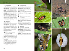 Guida insetti Europa Ricca Editore Bellmann cicale