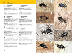 Guida insetti Europa Ricca Editore Bellmann coleotteri