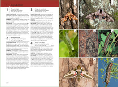 Guida insetti Europa Ricca Editore Bellmann lepidotteri
