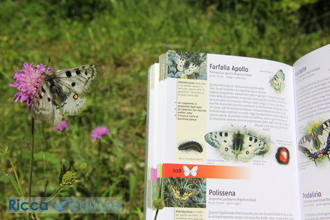 Guida libro Che insetto è questo Farfalla Apollo Ricca Editore Bellmann