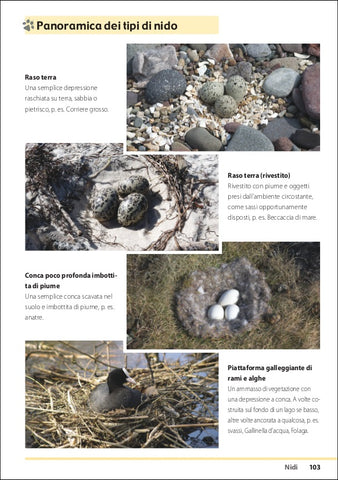 Tracce e segni degli animali Ricca Editore Baker tipi di nido uccelli