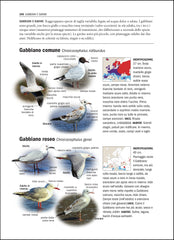 Tutti gli uccelli d'Europa - Gabbiano comune Gabbiano Roseo - Jiguet Audevard - Ricca Editore