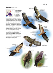 Tutti gli uccelli d'Europa - Poiana - Jiguet - Ricca Editore
