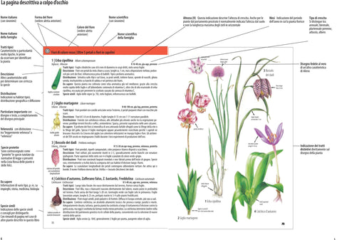 che fiore e questo spohn franco muzzio editore nome forma caratteristiche tratti descrizione distribuzione velenosita protette colore