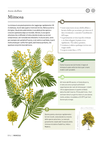 Storie segrete degli alberi Mimosa - Ricca Editore - Kingsbury
