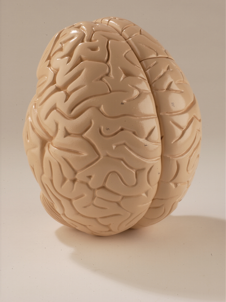 Giant Brain, Student Edition | Denoyer-Geppert – Denoyer-Geppert ...