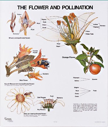 Pollinator Chart