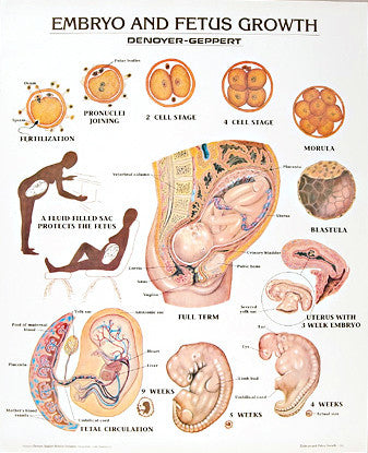 Fetal Growth Chart Pictures