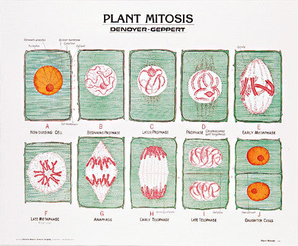 1893-10 Plant Mitosis Poster Mounted - Denoyer-Geppert ...