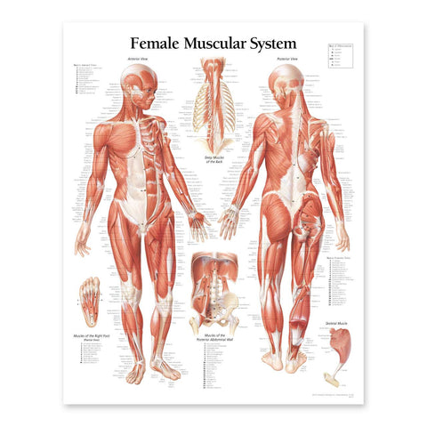 Anatomical Chart Company Skokie