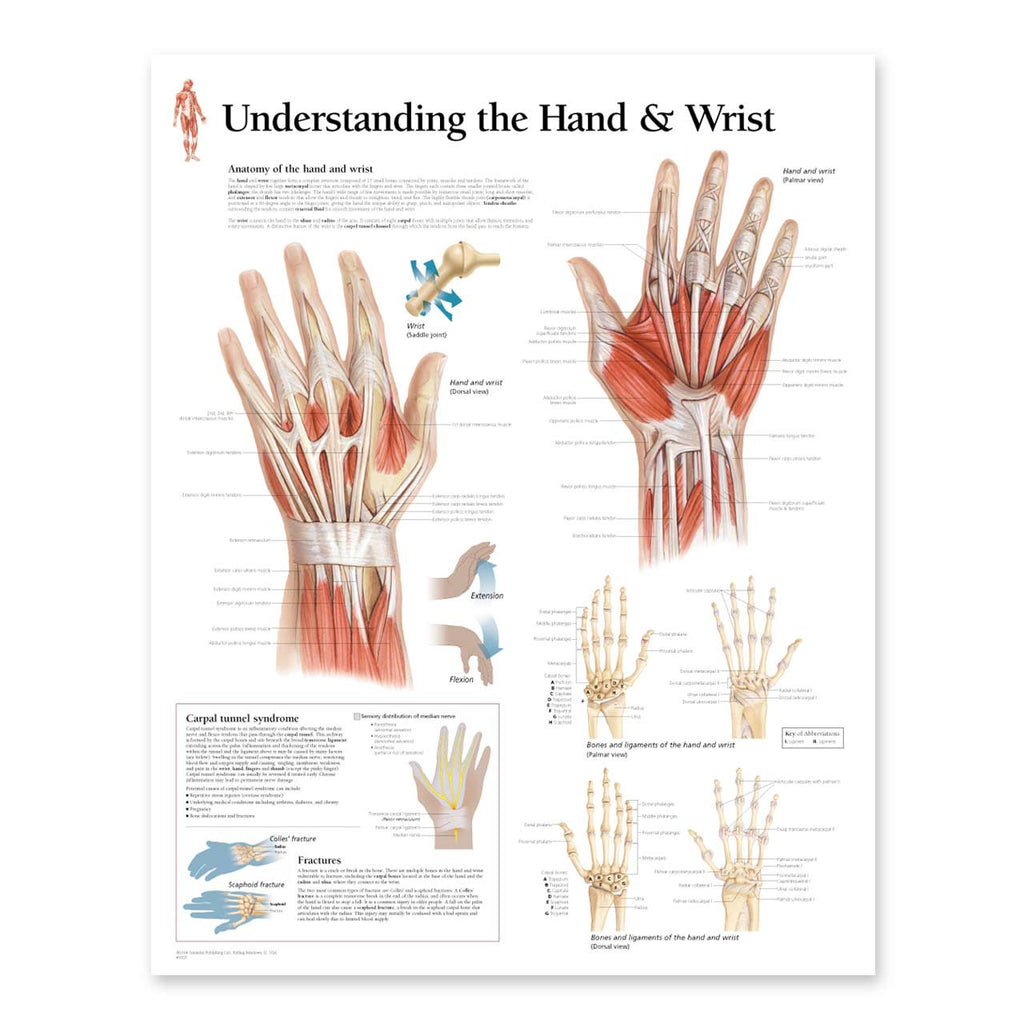 2115-08 Understanding the Hand and Wrist Anatomical Poster – Denoyer ...