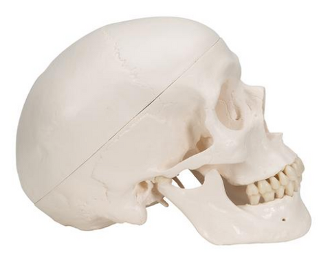 gaan beslissen nakomelingen Woord 0253-00 Three-Part Plastic Skull – Denoyer-Geppert Science Company