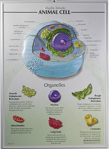 Biology Charts And Posters