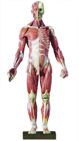 Voordracht Getand hop DT99 Desktop Anatomy Figure, 1/4 Scale – Denoyer-Geppert Science Company