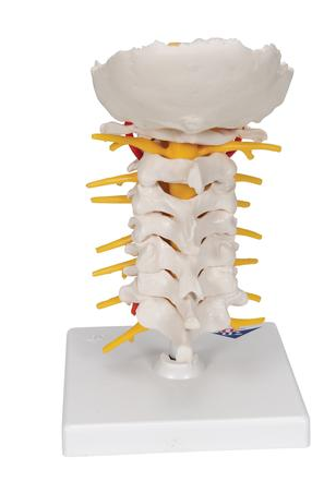 SA72 Cervical Vertebra with Spinal Cord on Stand – Denoyer-Geppert ...
