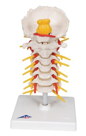 SA72 Cervical Vertebra with Spinal Cord on Stand – Denoyer-Geppert ...