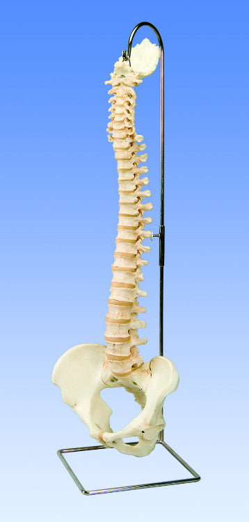 SP79-4 BONElike Spine with pelvis and occipital bone – Denoyer-Geppert