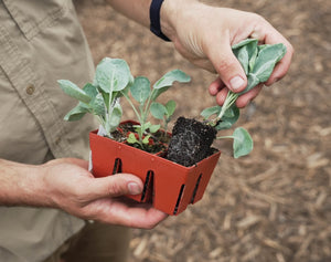 Seed Starting & Propagation