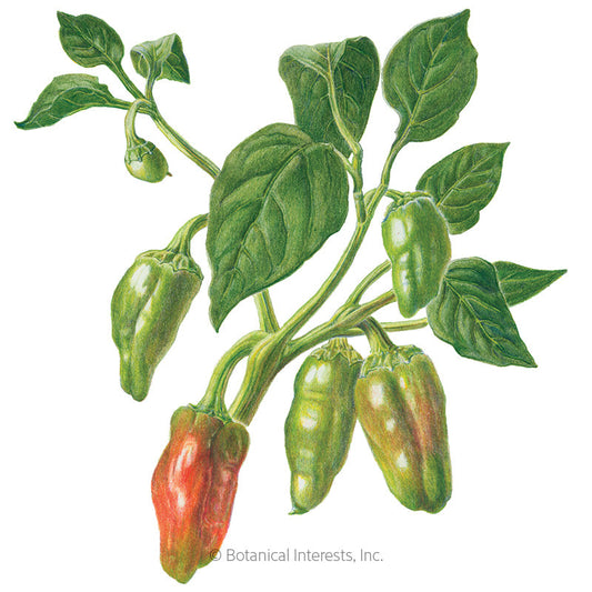 NuMex Joe E. Parker Pepper Seeds