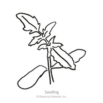 Cherokee Purple Pole Tomato Seeds Nav Image 2