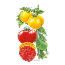 Brandywine Red & Yellow Blend Pole Tomato Seeds Nav Image 1