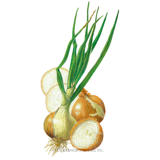 Zebrune Shallot Onion Seeds – Botanical Interests