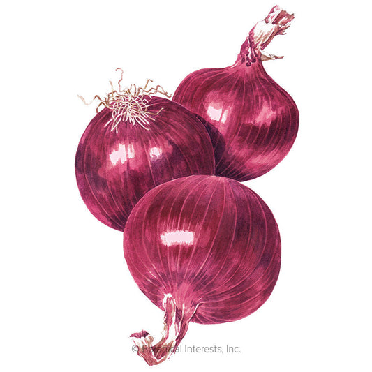 Zebrune Shallot Onion Seeds