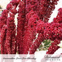 Love-Lies-Bleeding Amaranth Seeds Nav Image 4