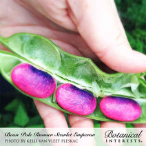 Scarlet Emperor Pole Runner Bean Seeds Nav Image 5
