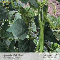Seychelles Pole Bean Seeds Nav Image 4