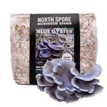 Organic Blue Oyster Mushroom Sawdust Spawn Nav Image 1