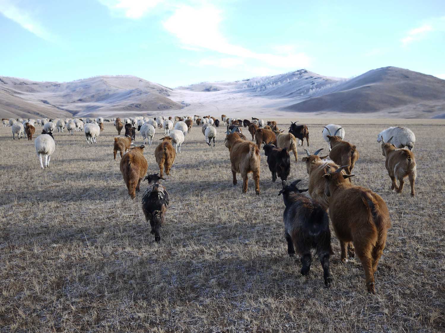 Mongolian sheep