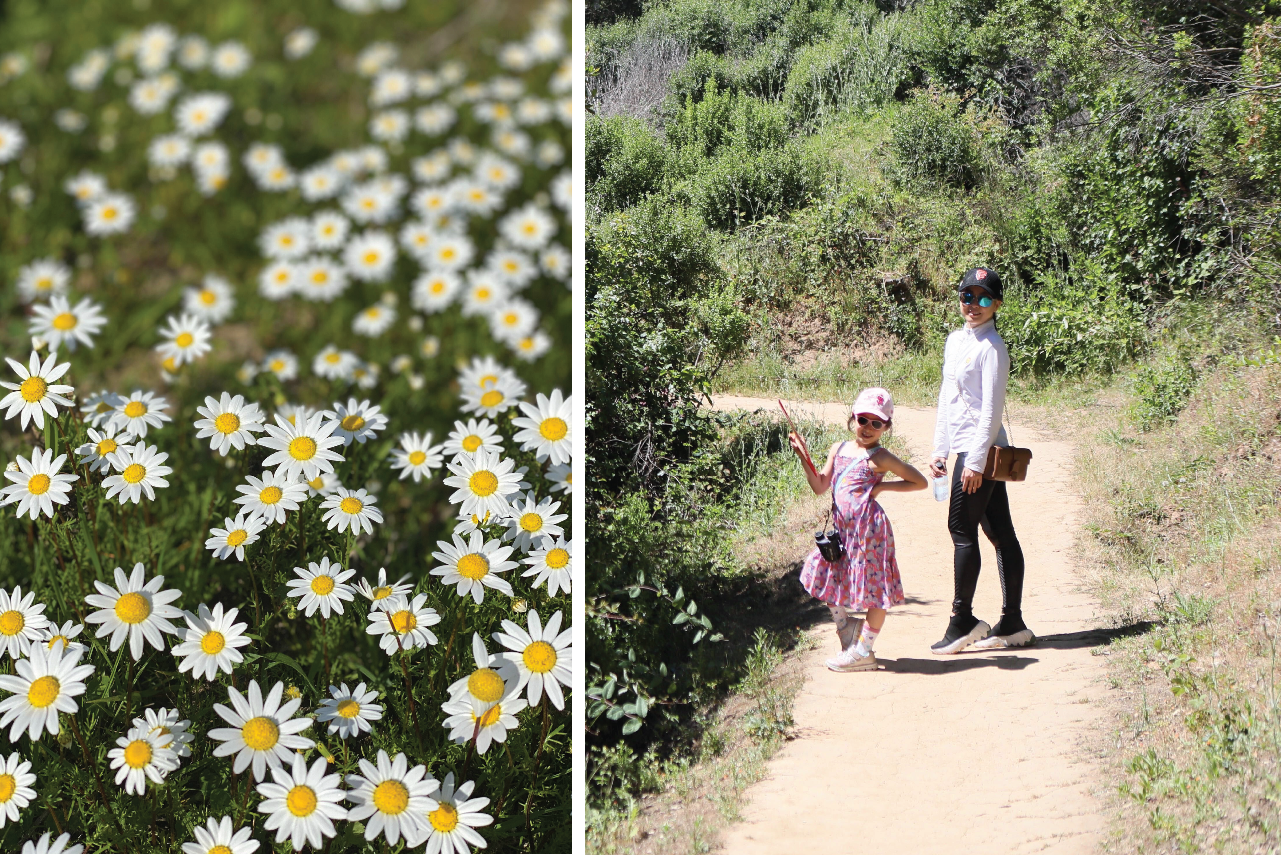 Daisies and Hiking Trail