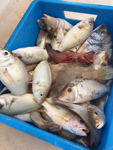 Dubai Fishing Catch