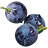 Concord Grape