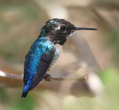 signification biblique du colibri